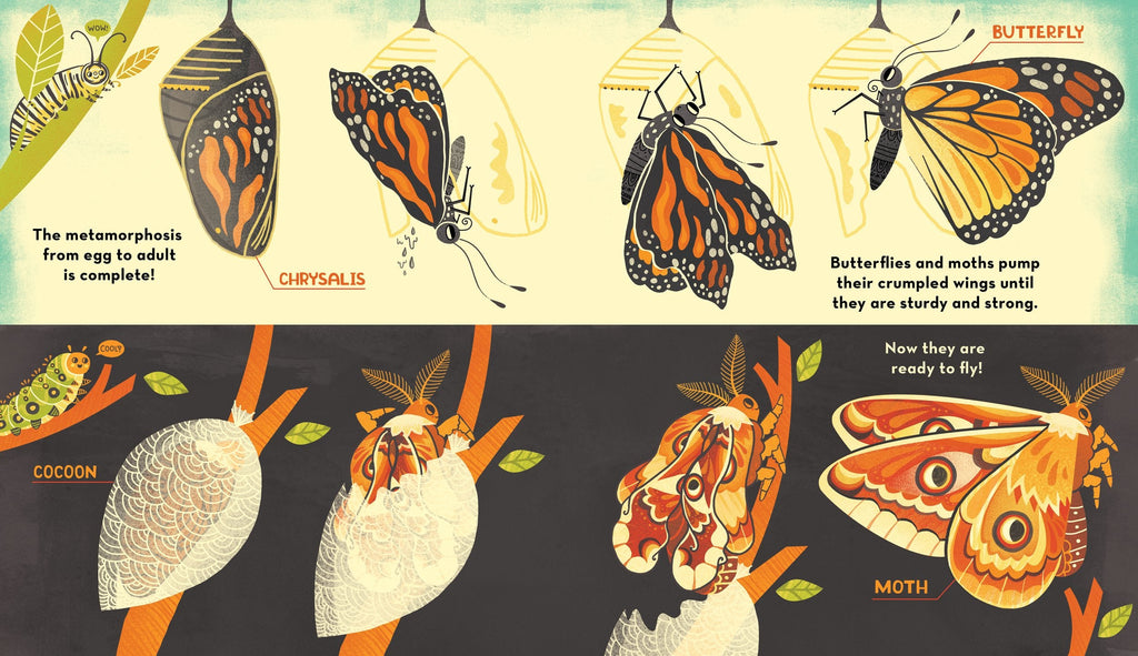 What's inside a caterpillar cocoon?