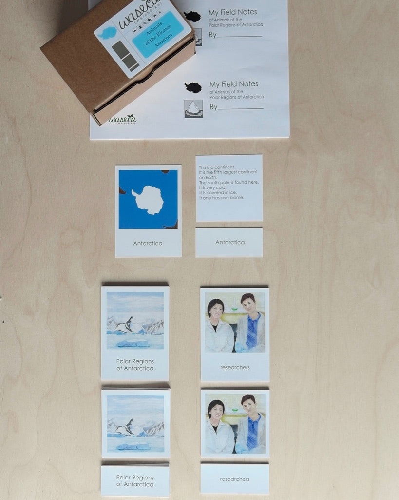 Antarctica Biome Cards-Primary