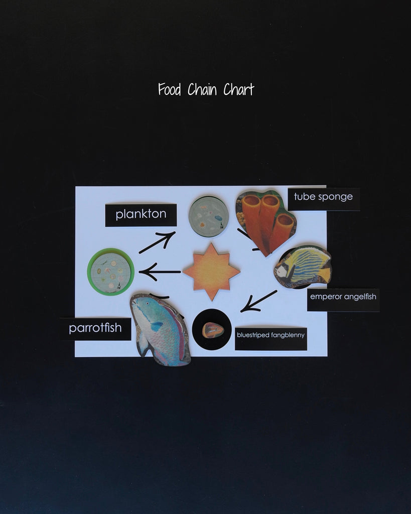 Coral Reef Habitat Mat-food chain