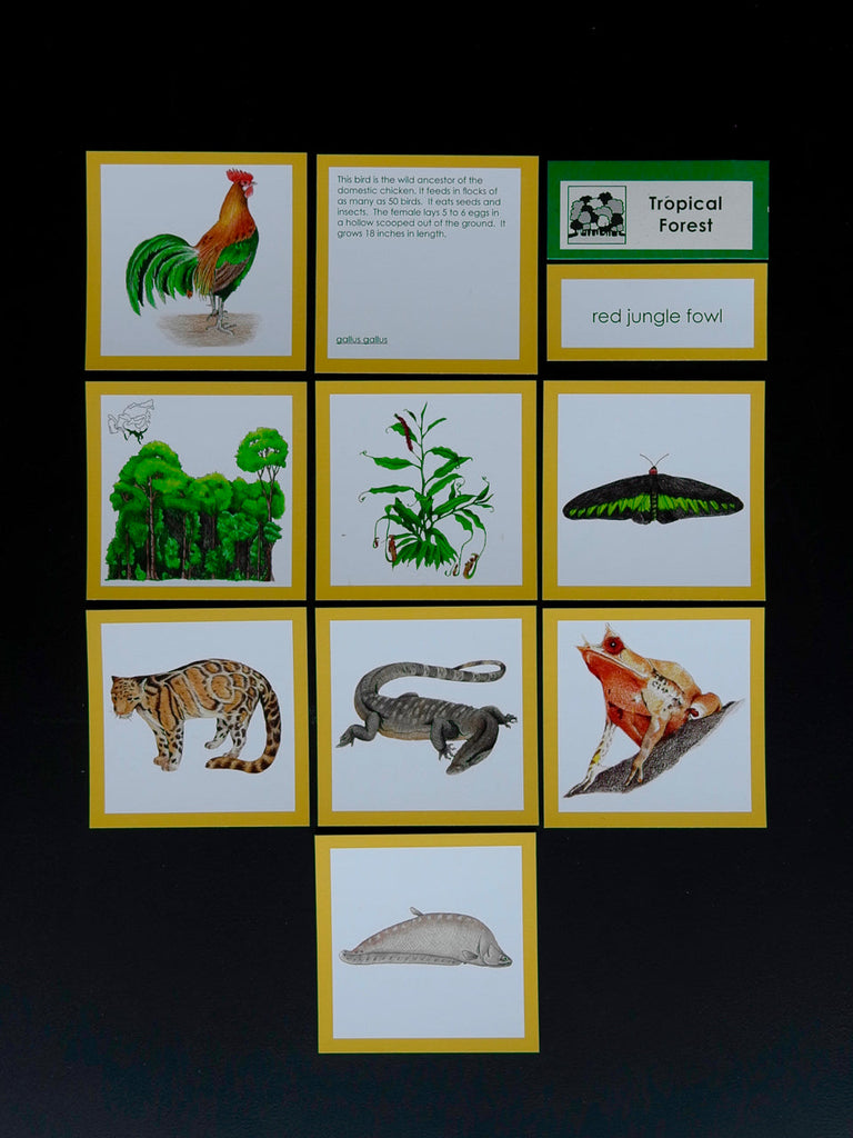 Asia Biome Cards-Elementary