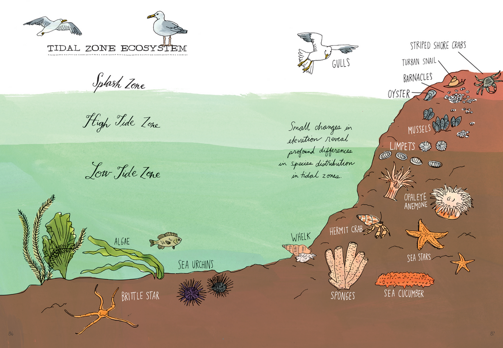 Ocean Anatomy