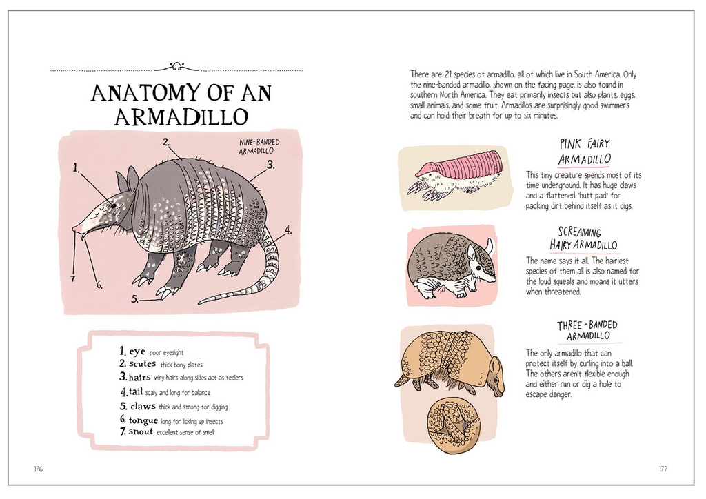 Wildlife Anatomy