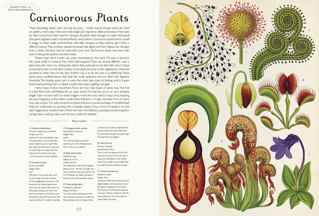 Botanicum