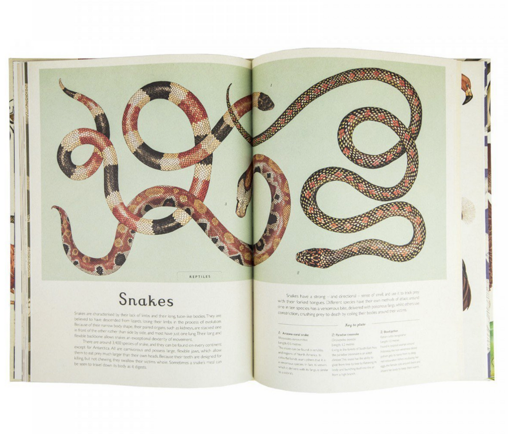 Animalium