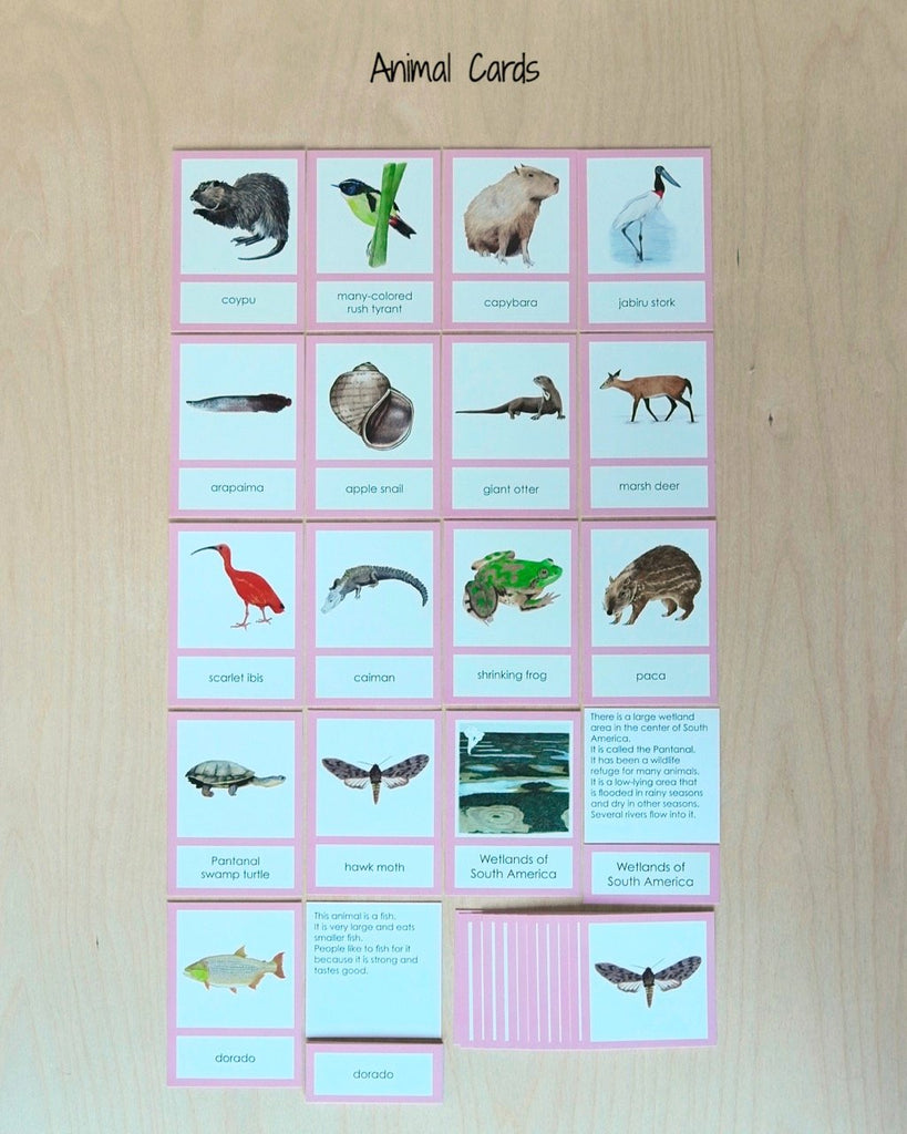 South America Biome Cards-Primary