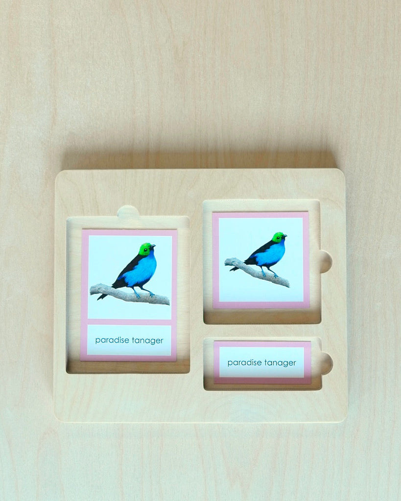 South America Biome Cards-Primary