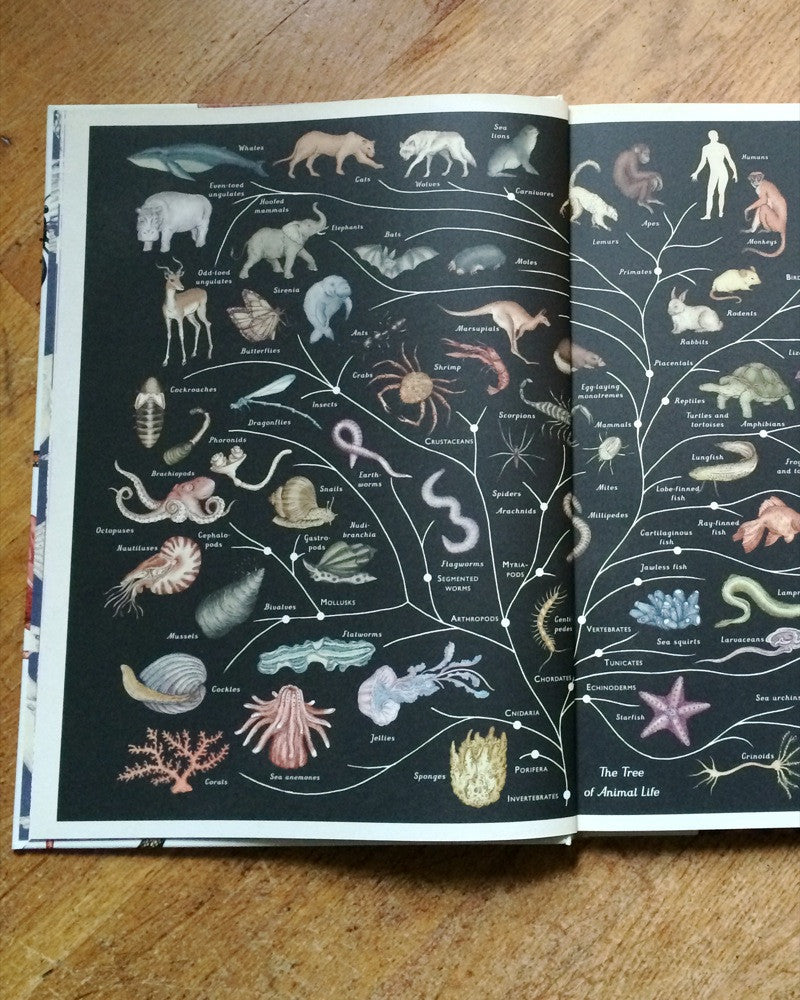 Animalium